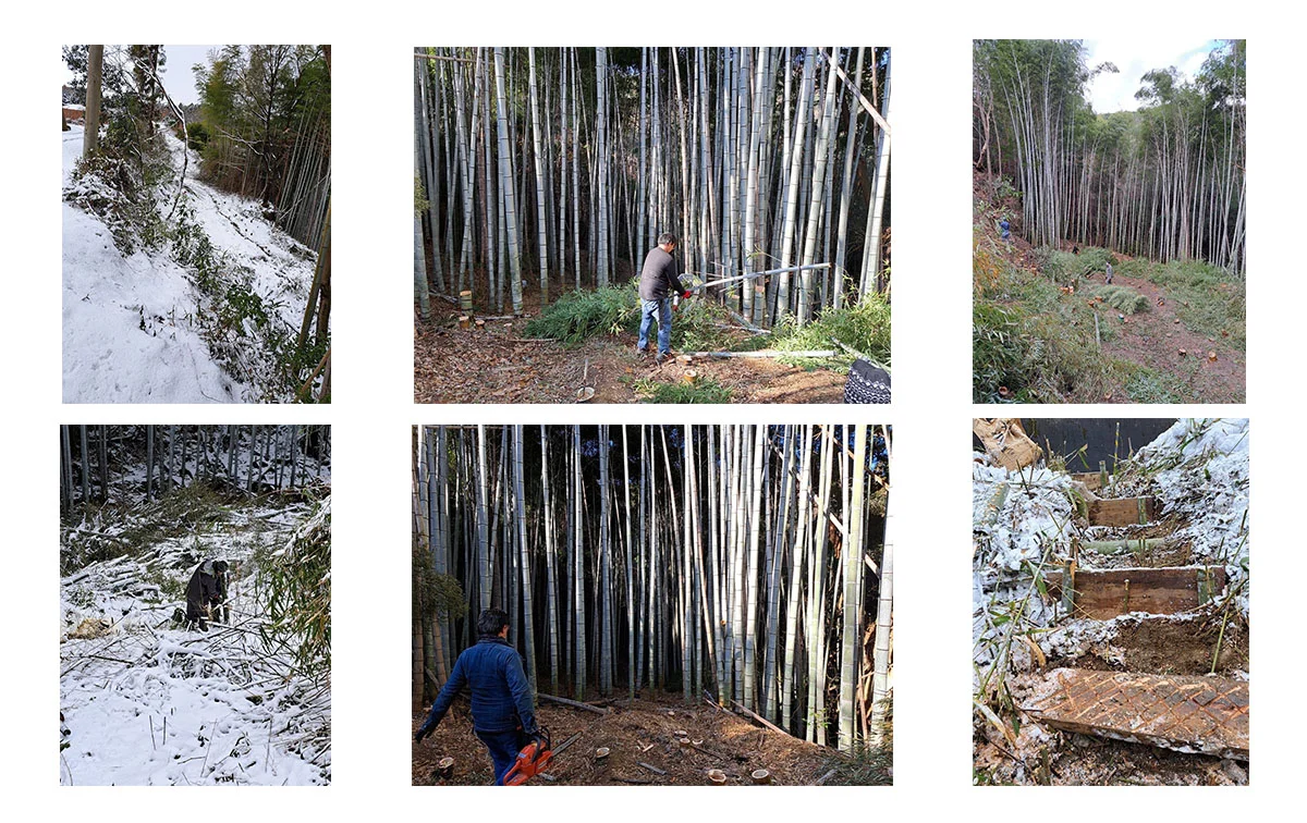 竹林の伐採