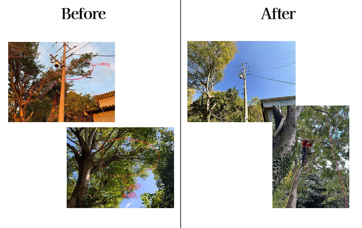 特殊伐採の枝剪定